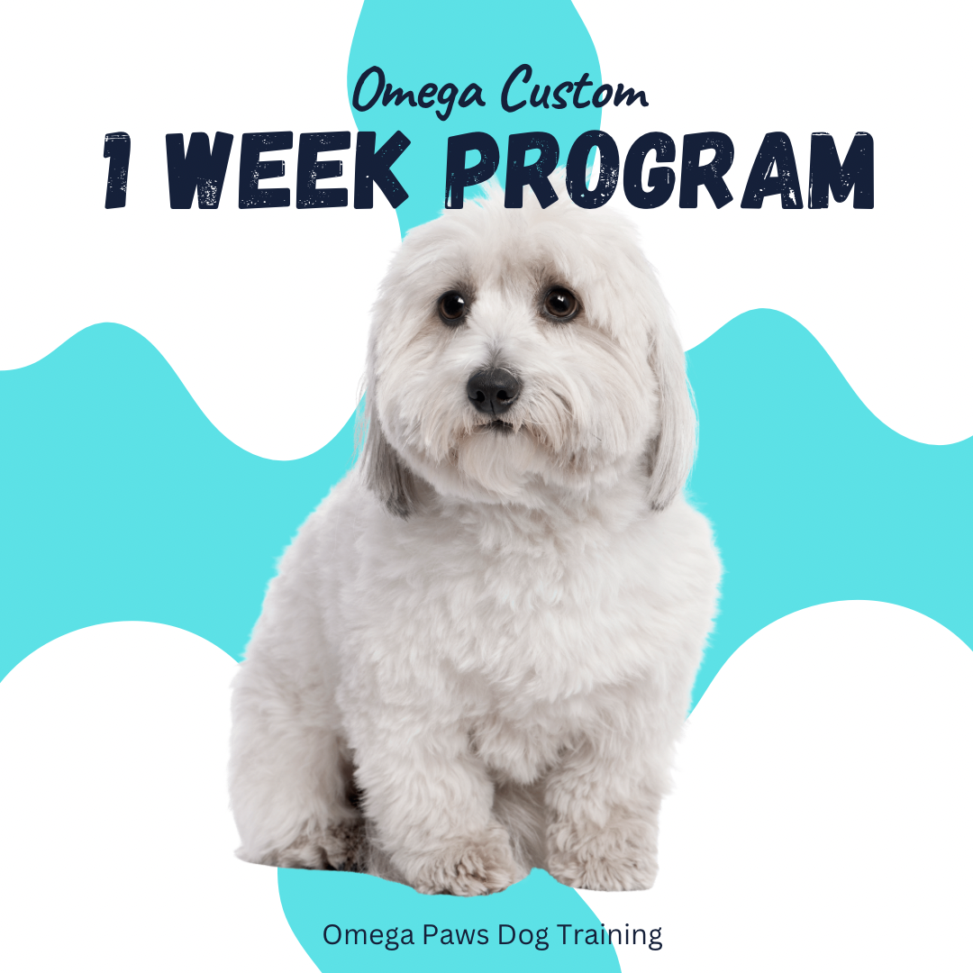 Omega Custom 1 Week Board and Train